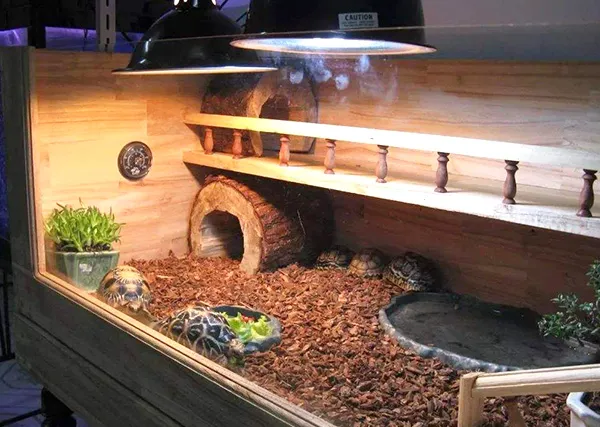 饲养的陆龟需要安装自动调温器和放置加热垫吗？
